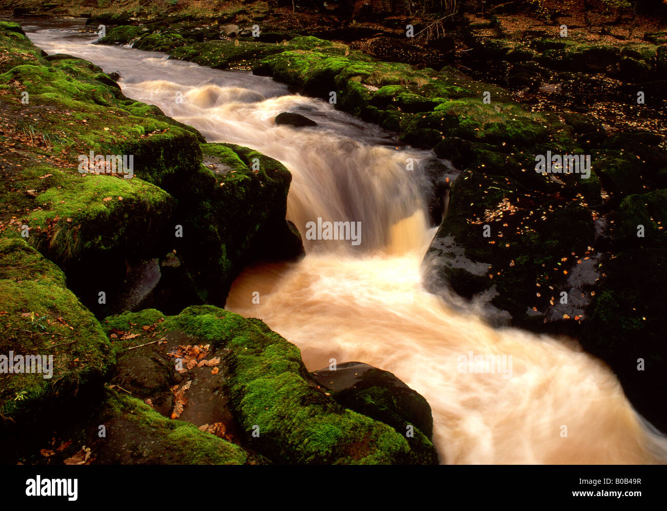 The Strid Bolton Abbey North Yorkshire England Stock Photo - Alamy