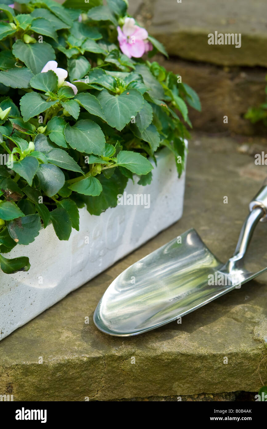 A box of ^bedding ^plants and a garden trowel, UK. Stock Photo