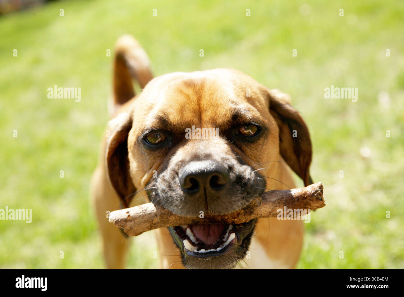 Dog sticks nose sales in mouth