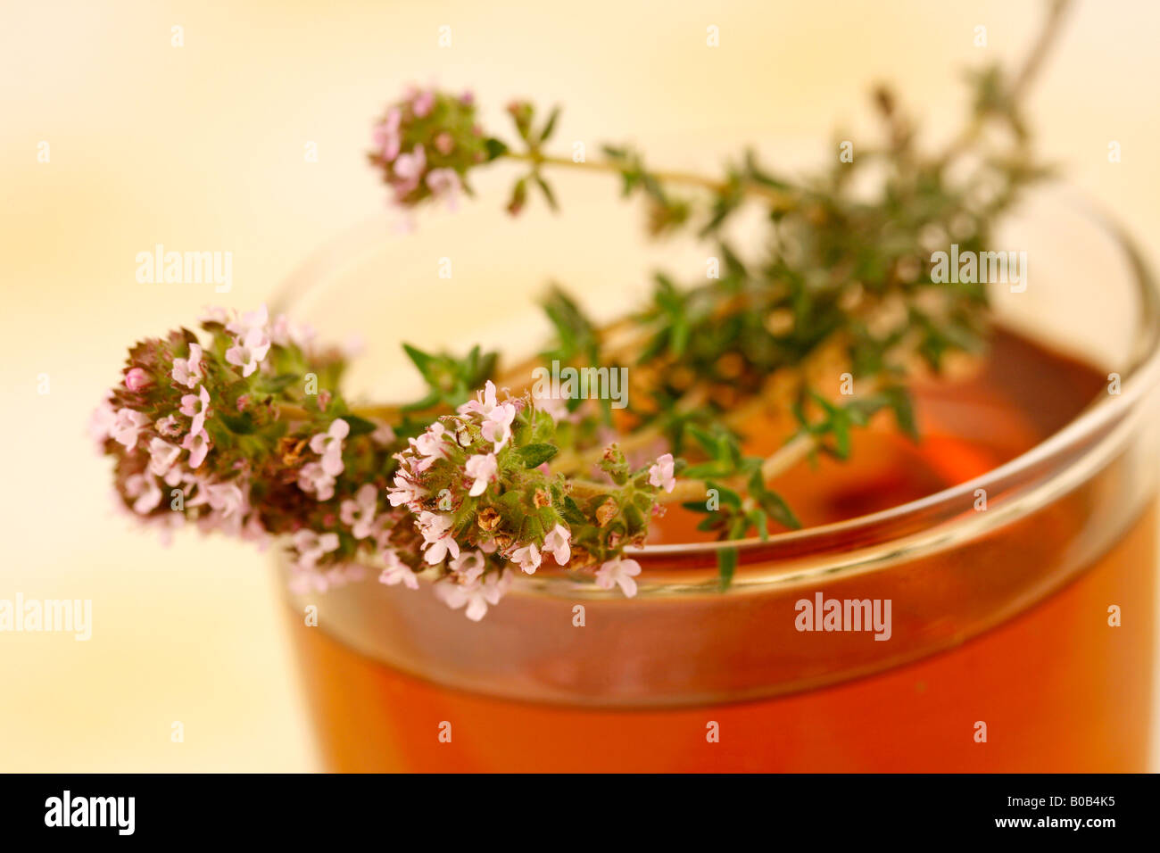 Thyme infusion Thymus vulgaris Stock Photo Alamy