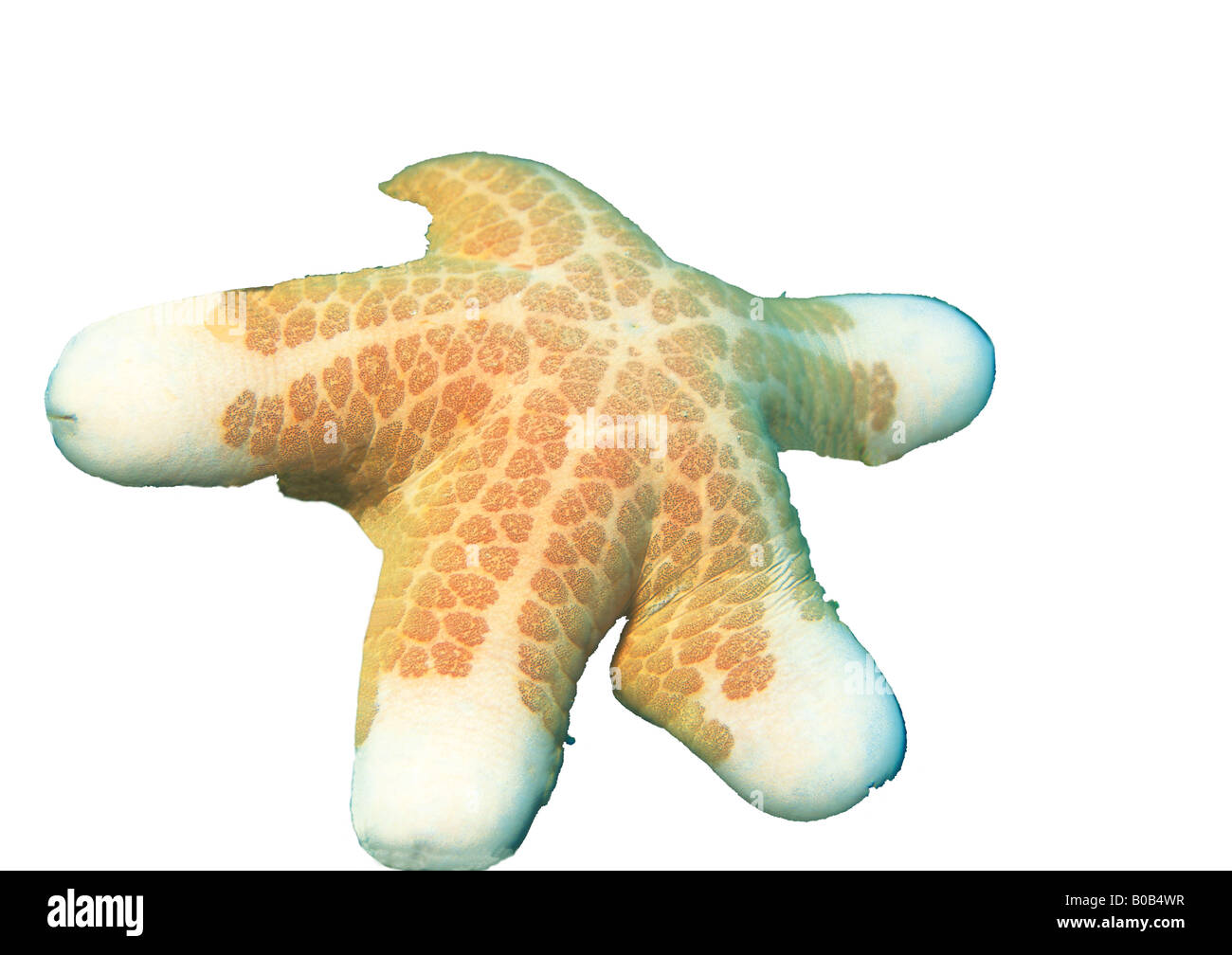 Choriaster granulatus Granullar sea star Starfish Asteroidea Echinodermata Indonesia Indian Ocean Stock Photo