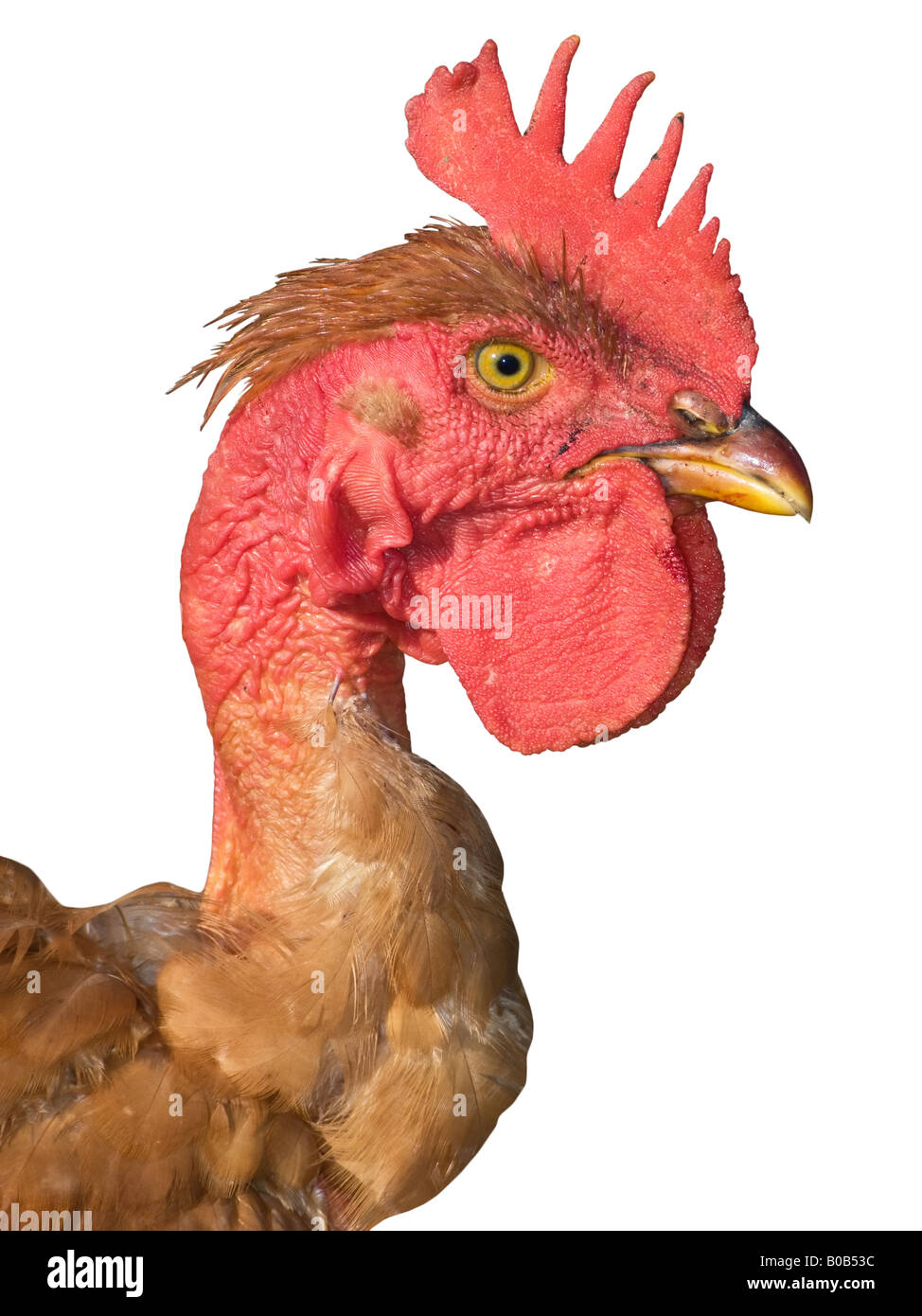 Chicken head Stock Photo