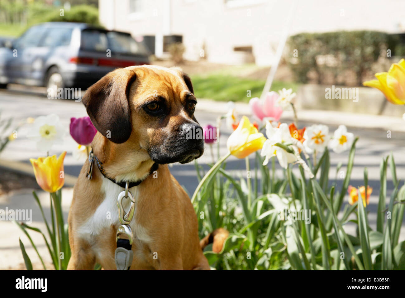 Dog with tulips Stock Photo Alamy