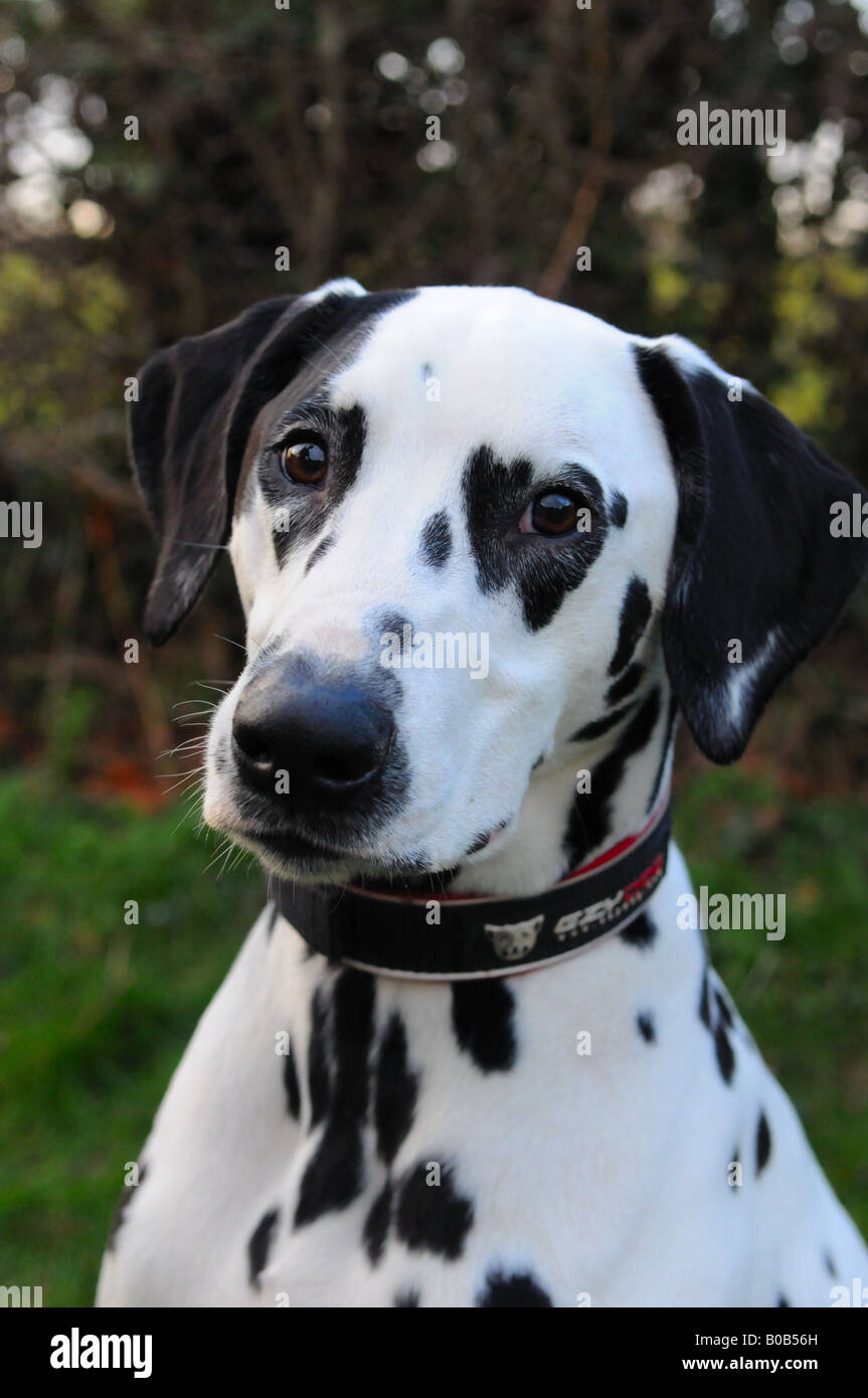 Dalmatian Dog in Countryside on Sunny Afternoon in England Stock Photo