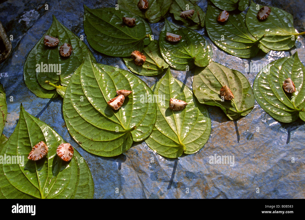 India West Bengal Madarihat weekend market betel nuts on leaves Stock Photo