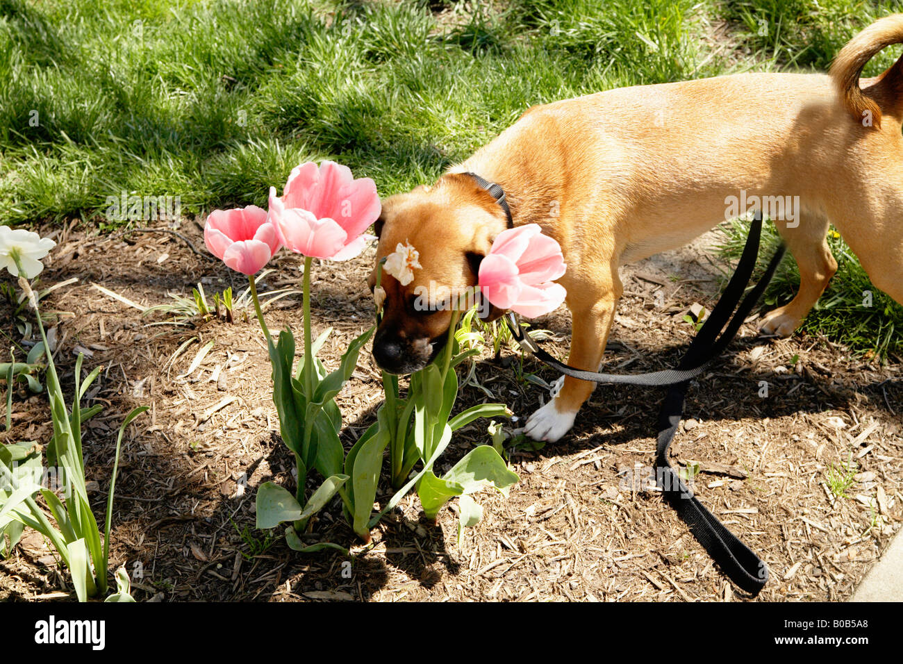 Dog smelling flowers Stock Photo Alamy