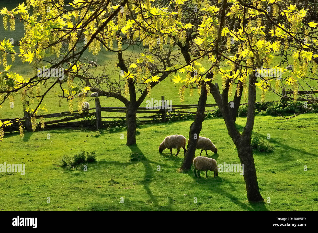 Sheep the Ruckle Farm Ruckle Provincial Park Salt spring Island British ...