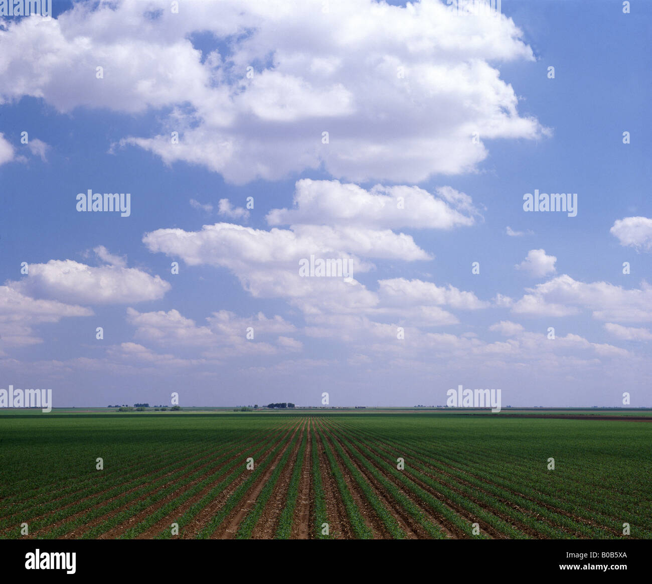 Young corn crop rows usa hires stock photography and images Alamy