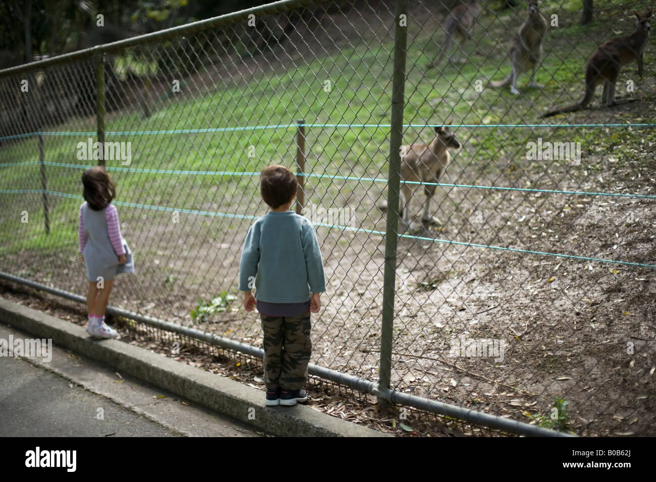 Boy aged six and his sister aged four watch the Kangaroos through a chainlink fence at Wellington Zoo, New Zealand Stock Photo