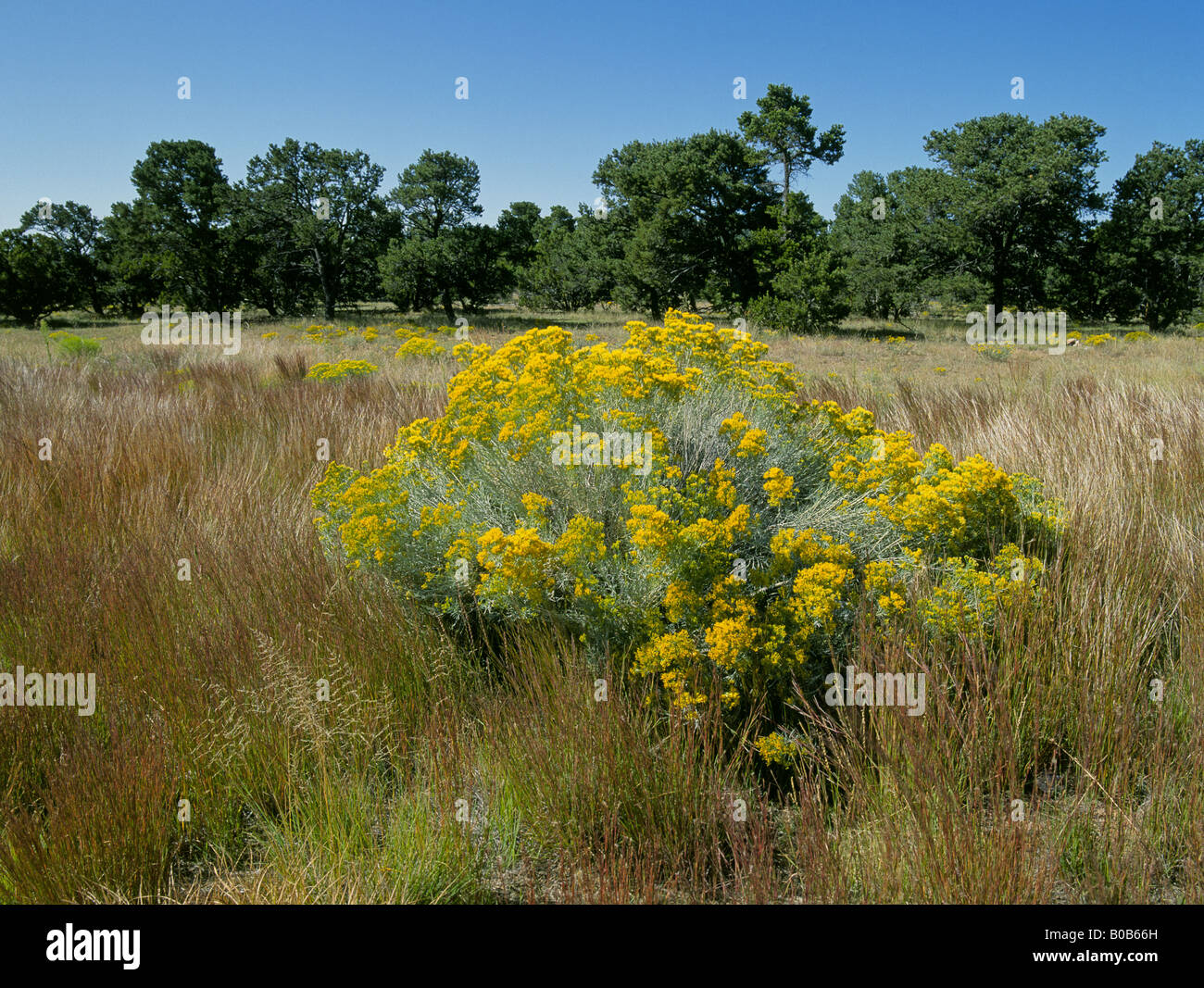 A view of pinon trees and a Chamisa plant also called rabbitbush Chrysothamnus nauseosus in bloom in the autumn Stock Photo