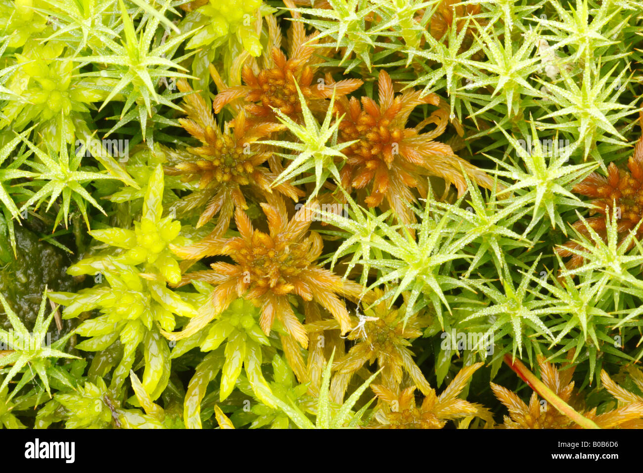 Detail of mosses Polytrichum Commune Sphagnum Capillifolium and Sphagnum Papillosum Stock Photo