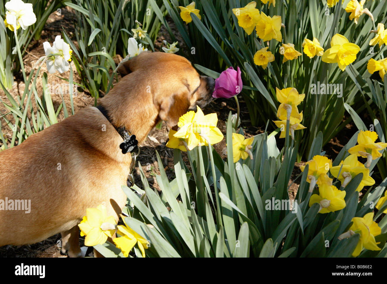 Dog smelling flowers Stock Photo Alamy