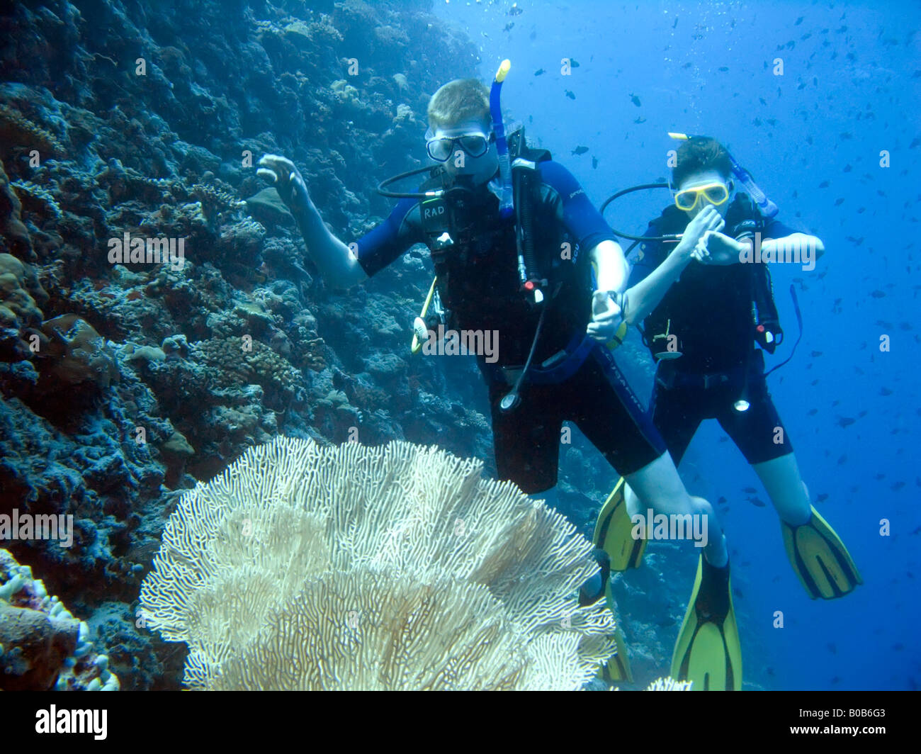 Two teenage boys scuba diving on coral reef wall with seafan Oscar Luke ...
