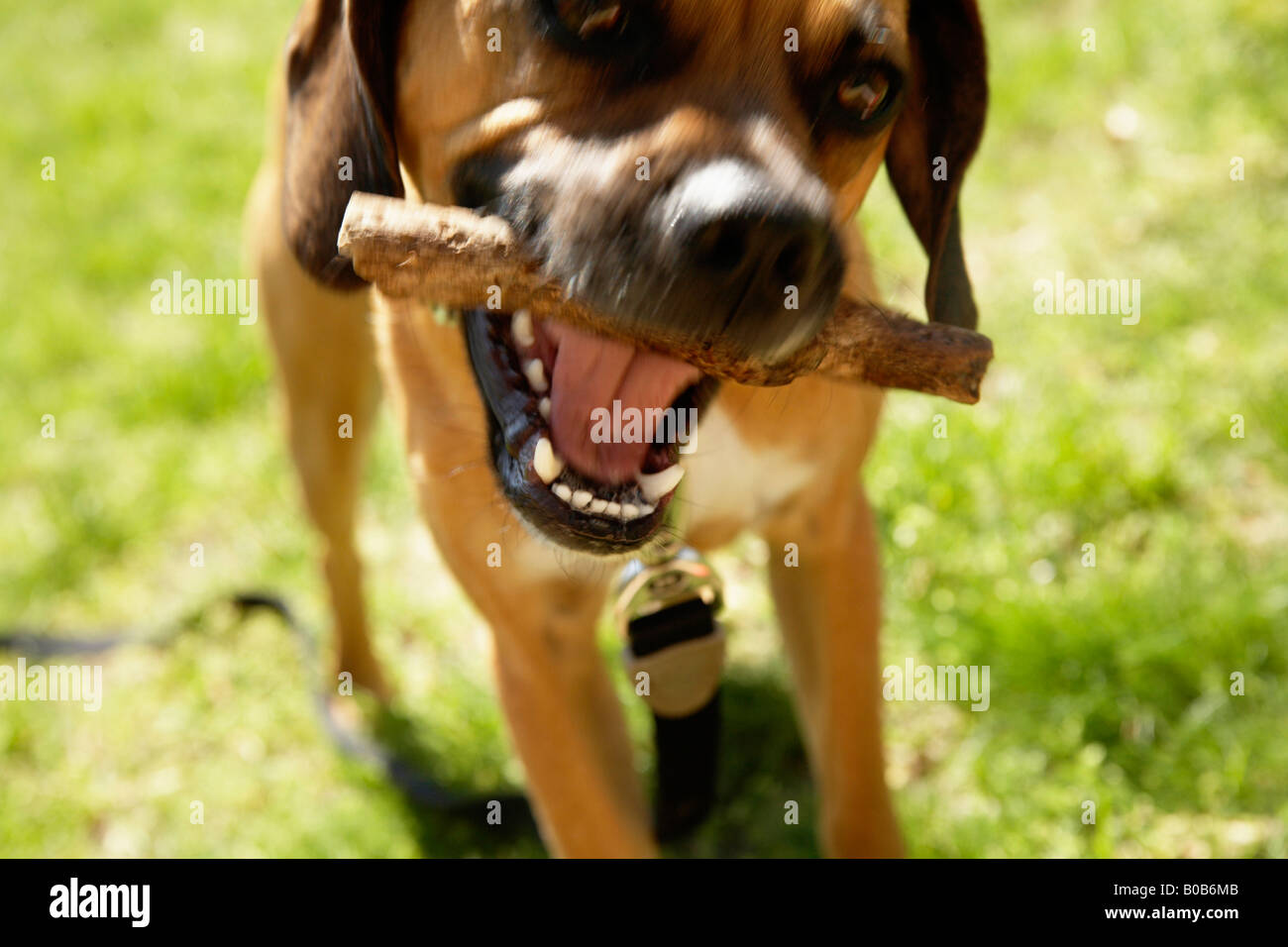dog with stick in mouth Stock Photo Alamy