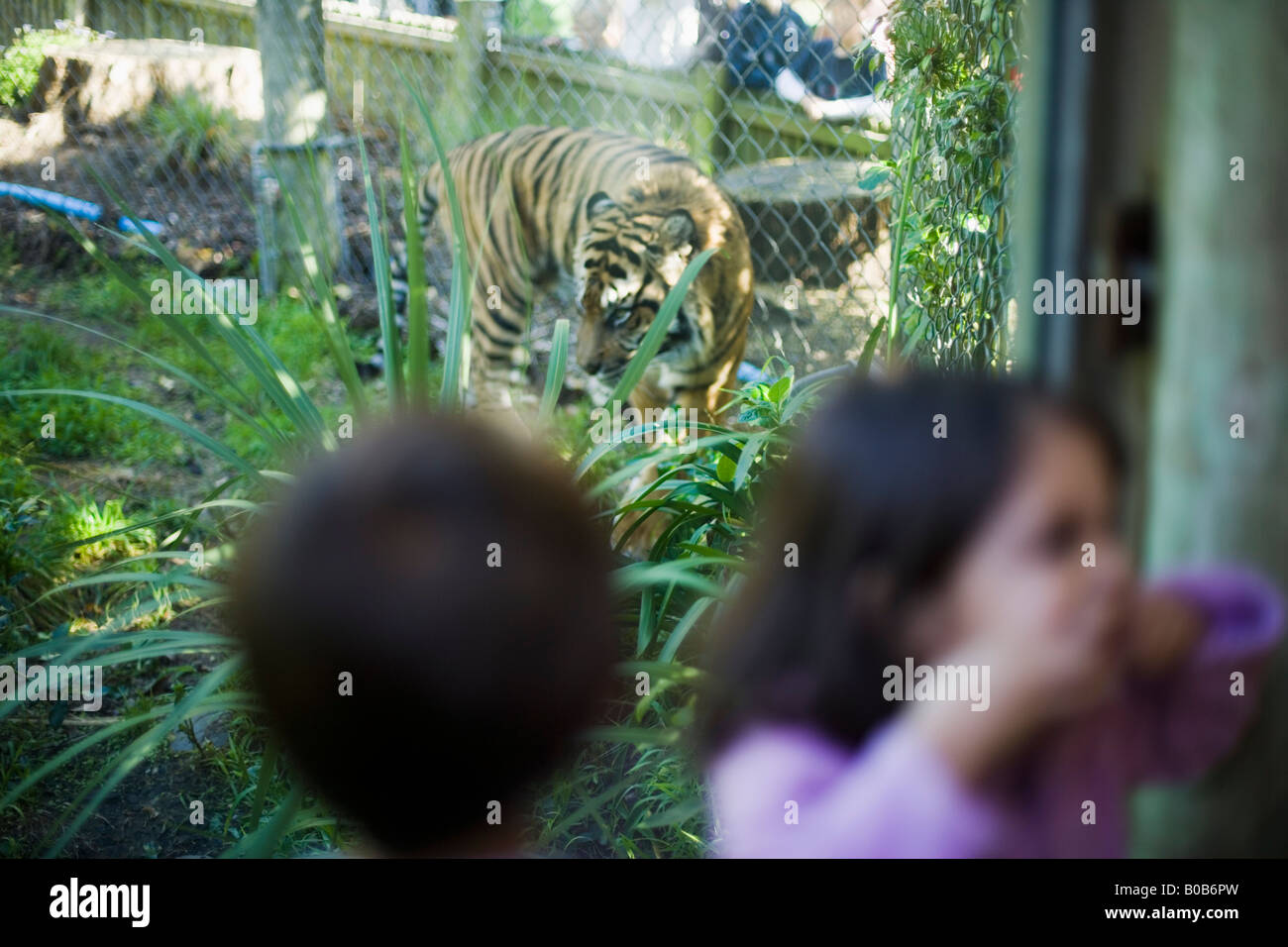Girl turns and pulls a face emulating the roar of a tiger she has just watched pass by the glass window in front of her Stock Photo