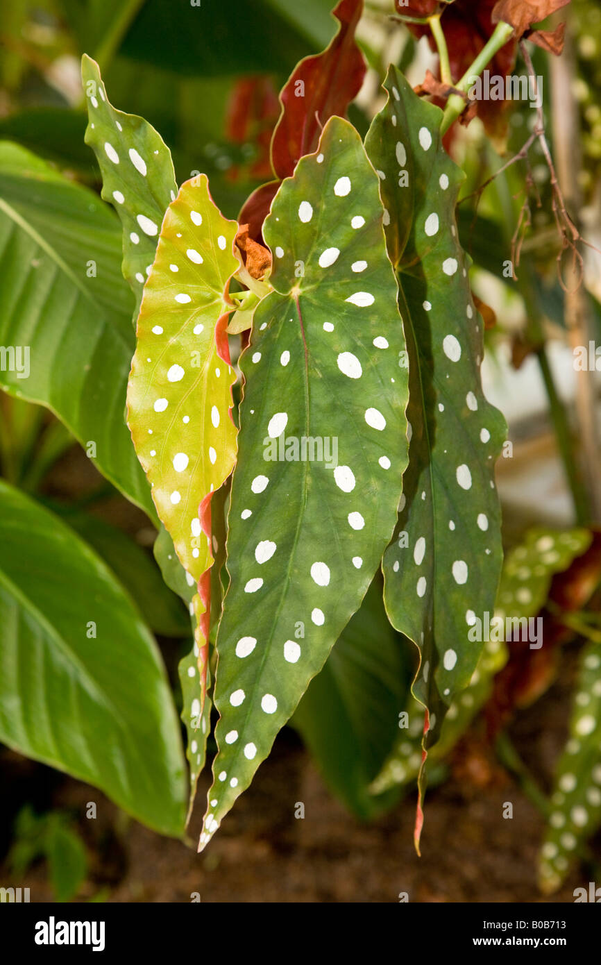 Polka Dot Begonia, Prickbegonia (Begonia maculata) Stock Photo