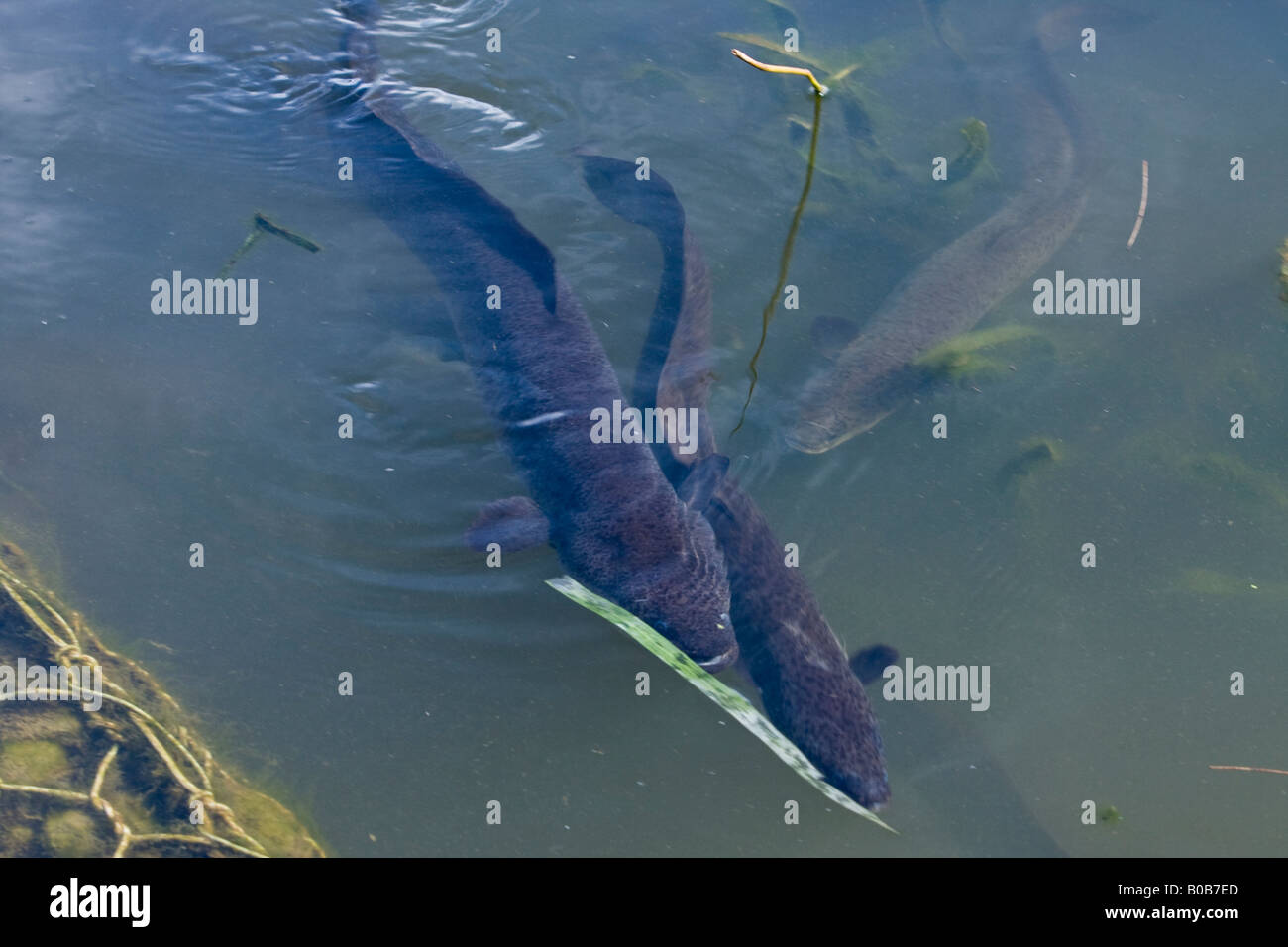 Eels swimming close to the surface in a pond Stock Photo