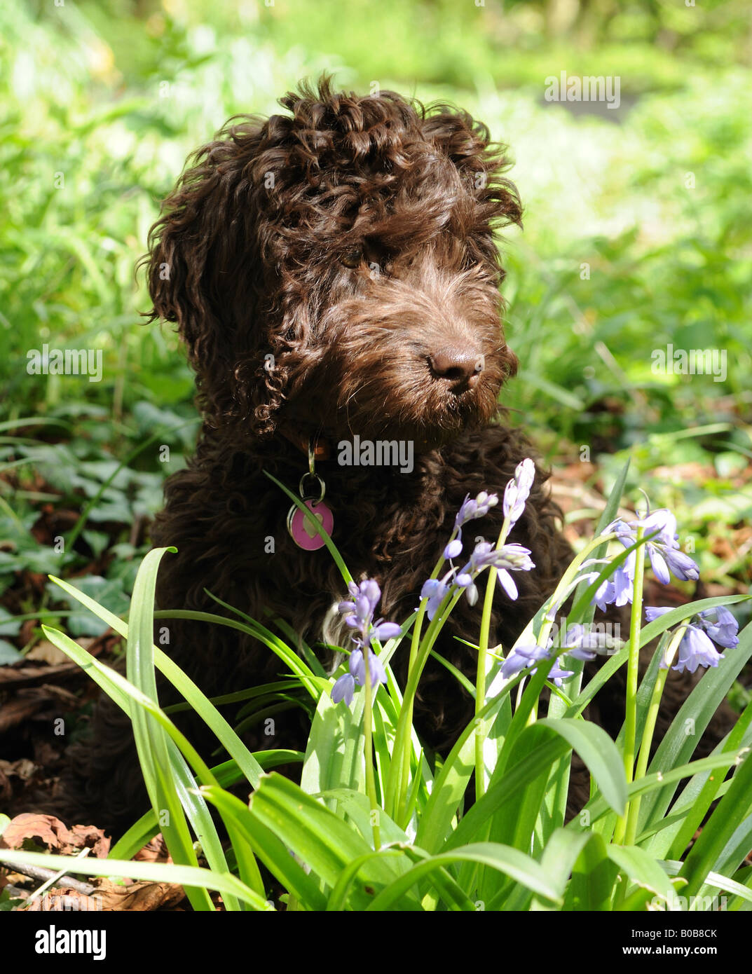 Stunning and cute chocolate cockerpoo puppy sat in English countryside ...