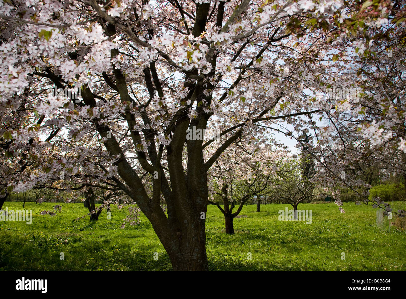 The flowering orchard hi-res stock photography and images - Alamy