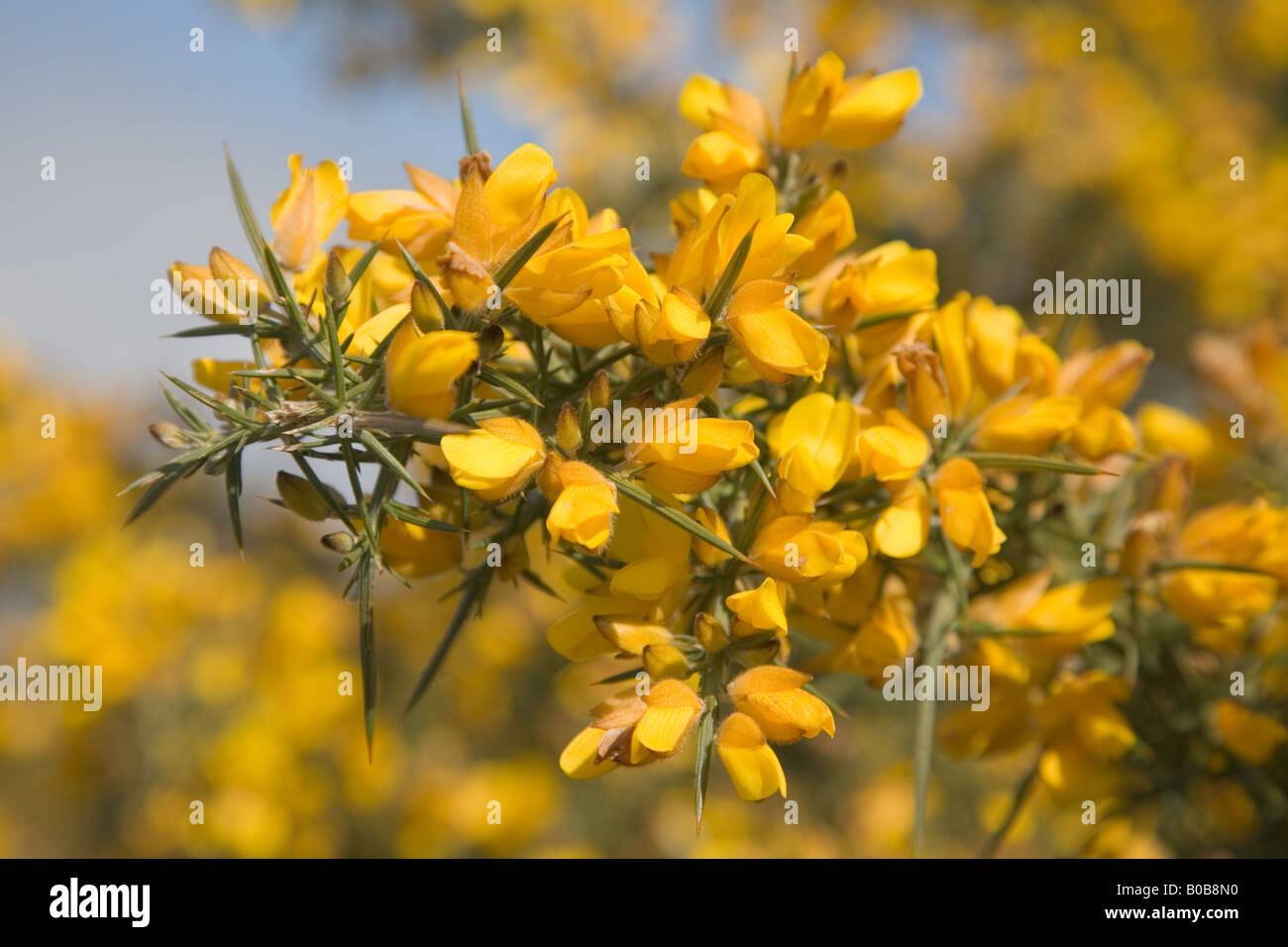 Yellow Gorse flowers in the spring Stock Photo