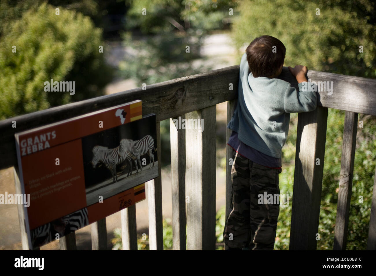 Child at the rail overlooking the zebra enclosure at Wellington Zoo Wellington New Zealand Stock Photo