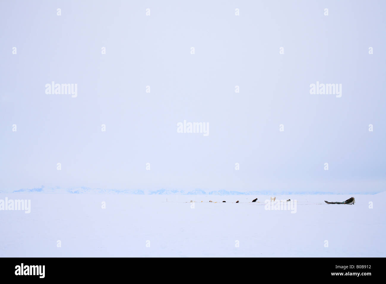 Greenland Dogs and sled on sea ice, Ittoqqortoormiit, East Greenland Stock Photo