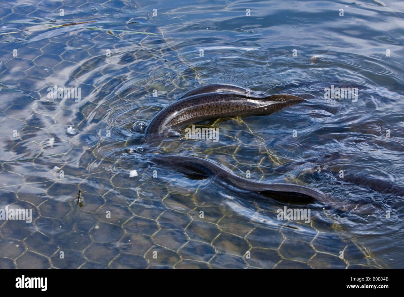 Freshwater eels hires stock photography and images Alamy