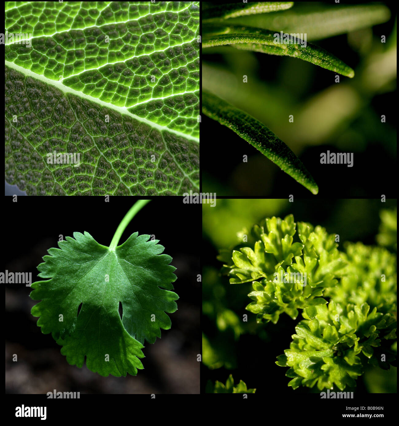 "HERBS PARSLEY, SAGE, ROSEMARY AND CORIANDER Stock Photo Alamy