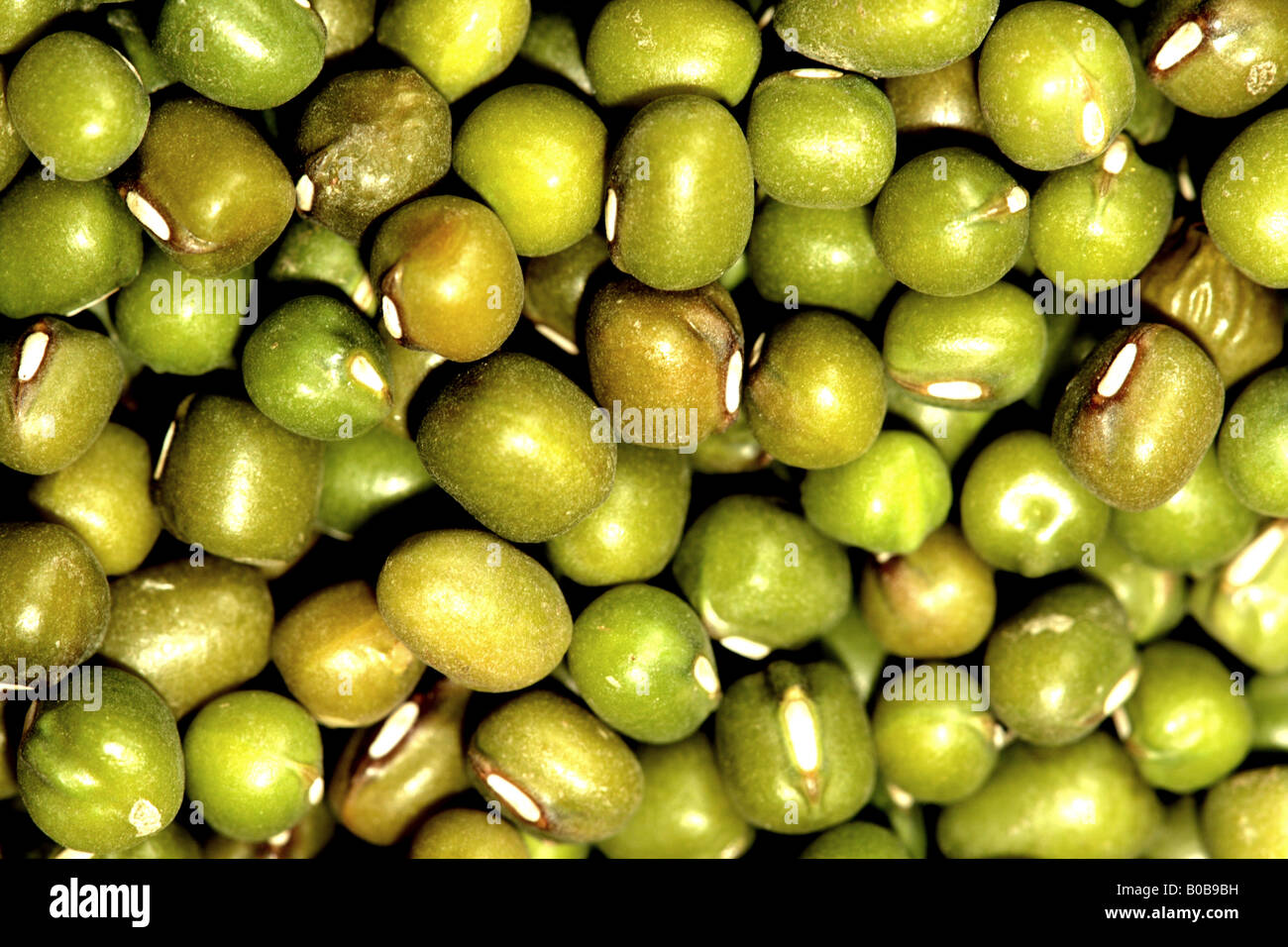 "GREEN MUNG BEANS Stock Photo Alamy