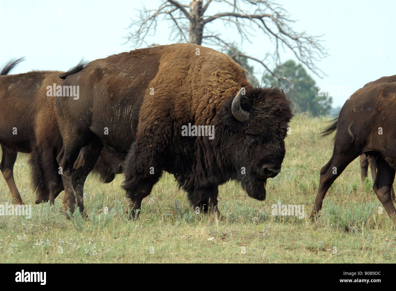 North America, USA, South Dakota, Custer State Park. Buffalo Safari