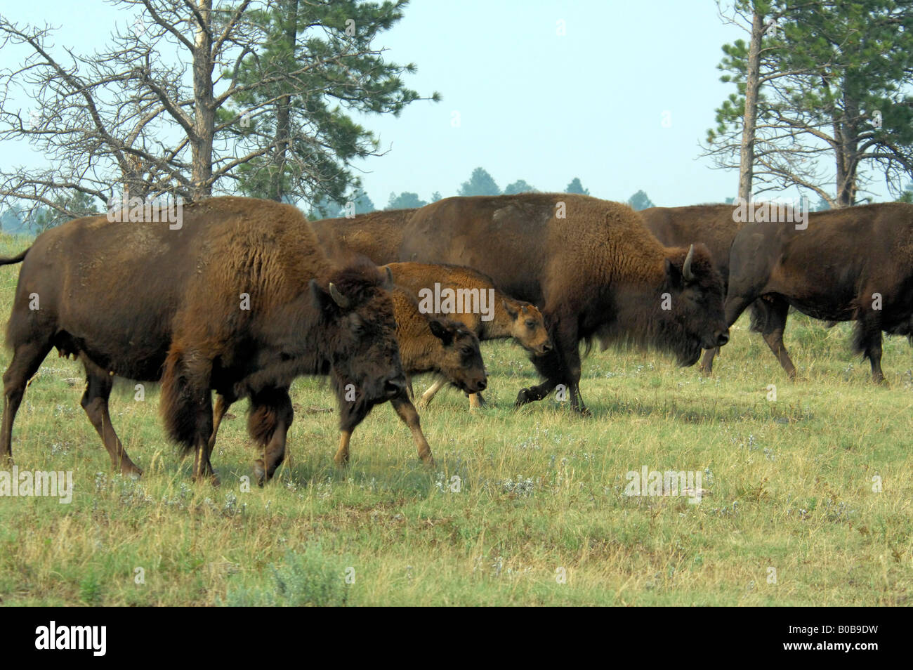 North America, USA, South Dakota, Custer State Park. Buffalo Safari