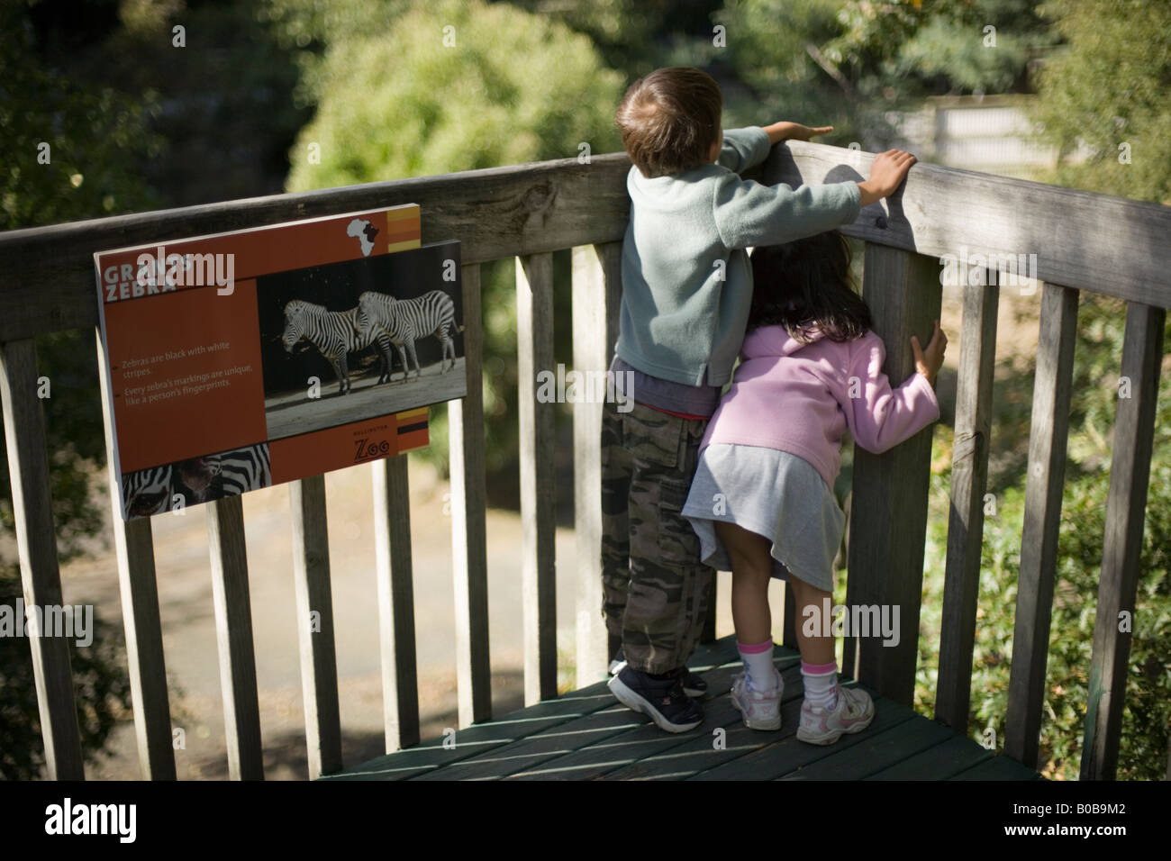 Child at the rail overlooking the zebra enclosure at Wellington Zoo Wellington New Zealand Stock Photo