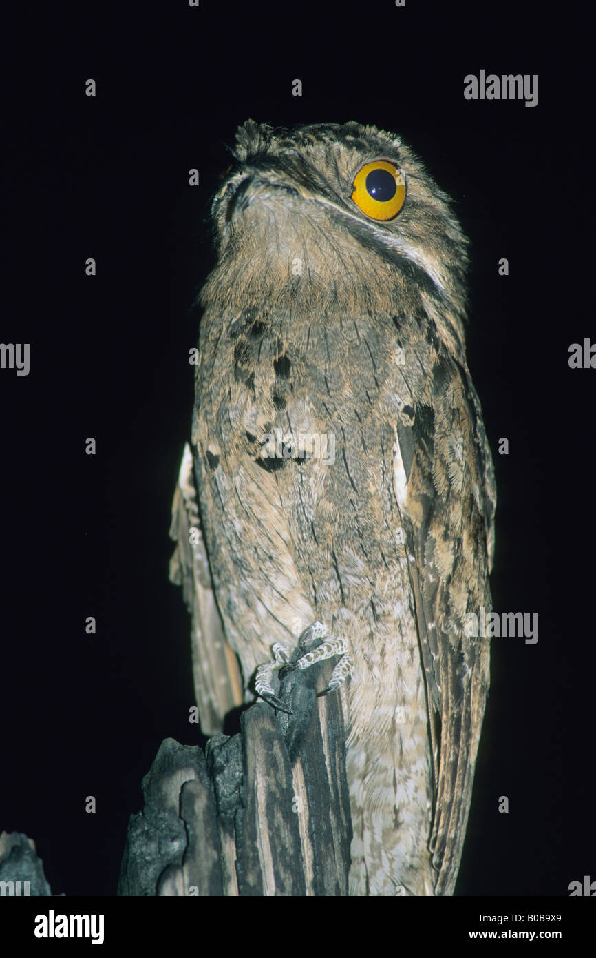 Common Potoo (Nyctibius griseus) nighttime roost, big eyes for nighttime feeding, Belize Stock Photo