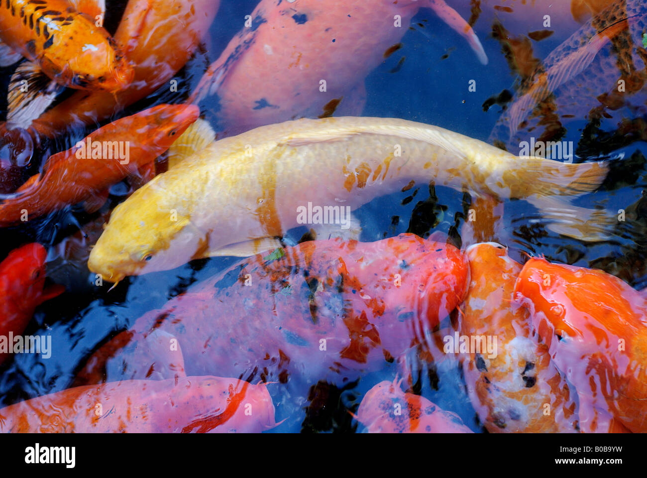 Koi fish swimming in a pond Stock Photo
