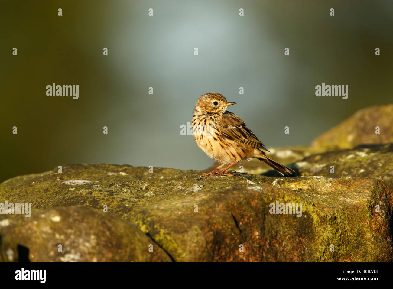 Meadow pipit Anthus pratensis on stone wall with head turned Stock Photo