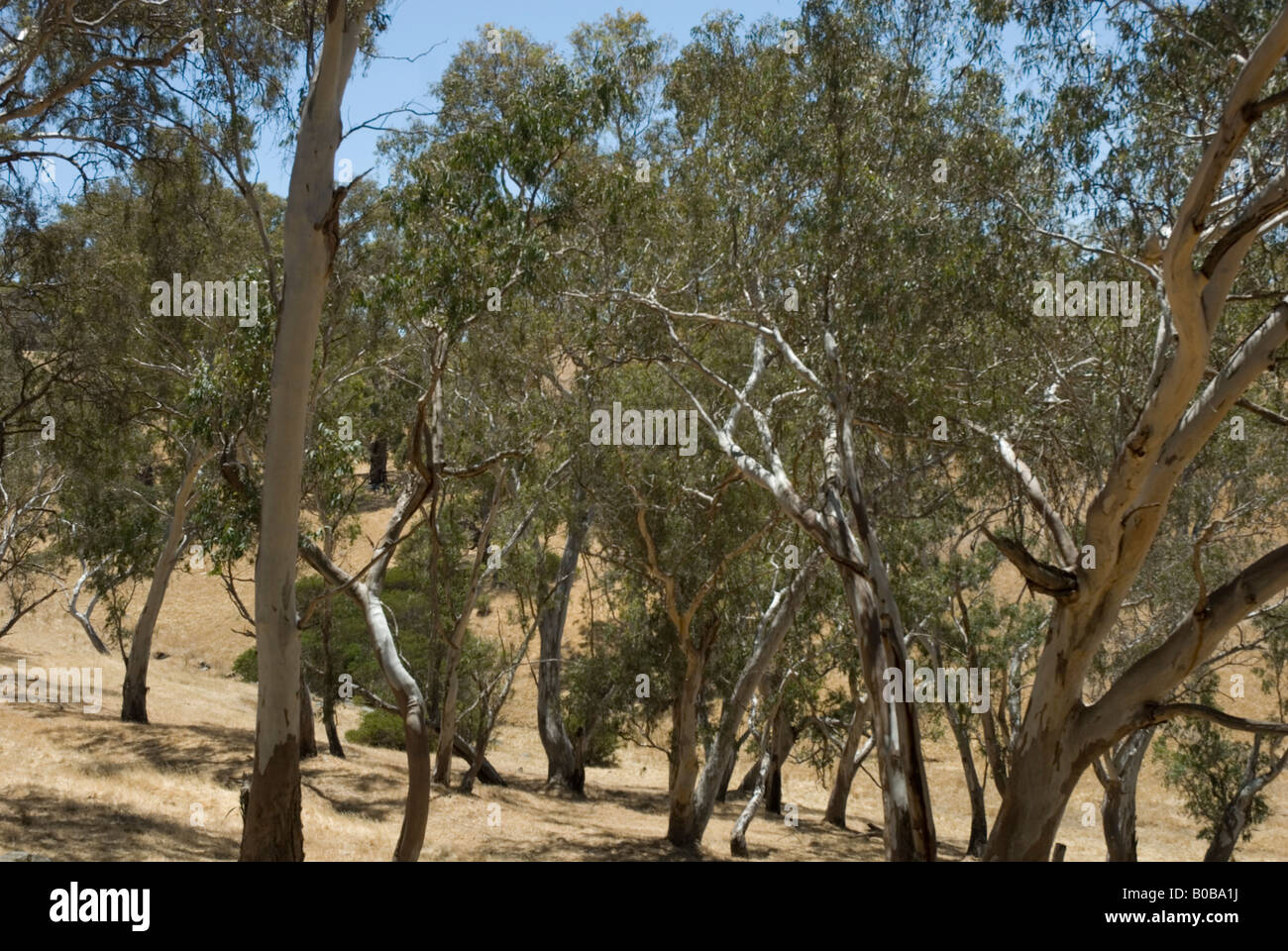 Adelaide Hills, Southern Australia Stock Photo