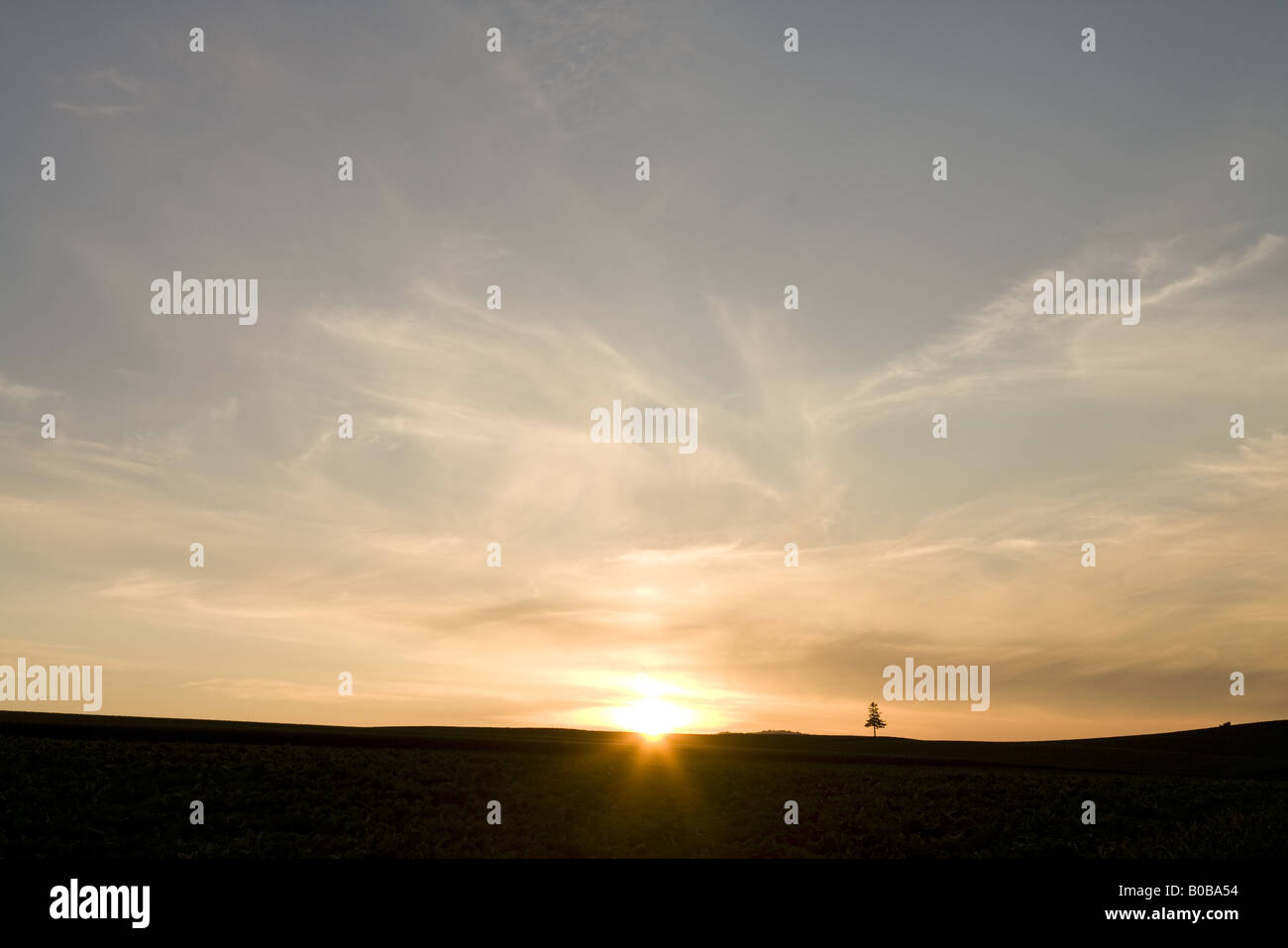 Ripe grain field lone tree hi-res stock photography and images - Alamy