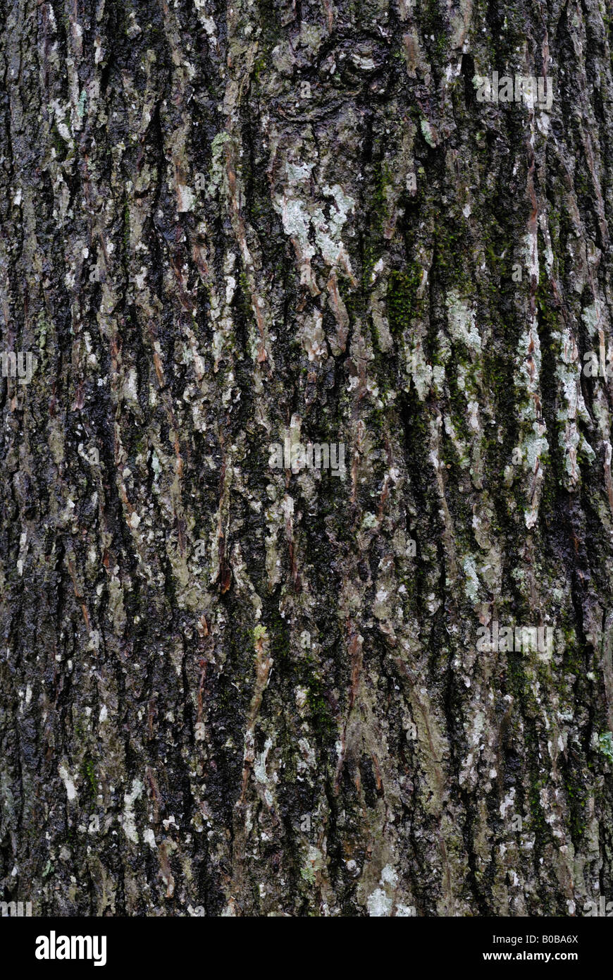 North american hickory tree hires stock photography and images Alamy