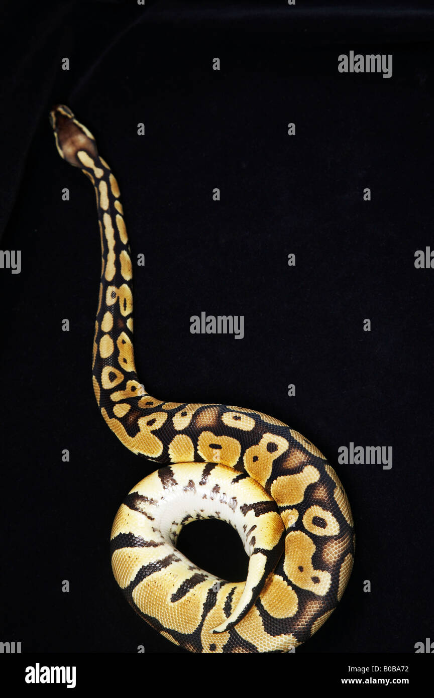Huge Royal Python Stock Photo - Alamy
