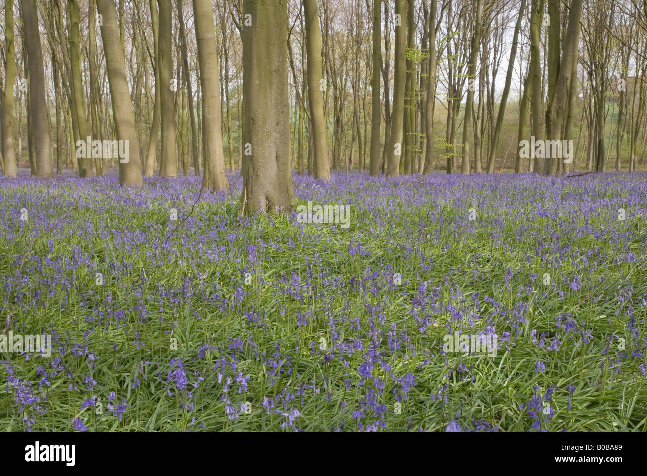 Bluebell woods at Micheldever forest Hampshire Stock Photo