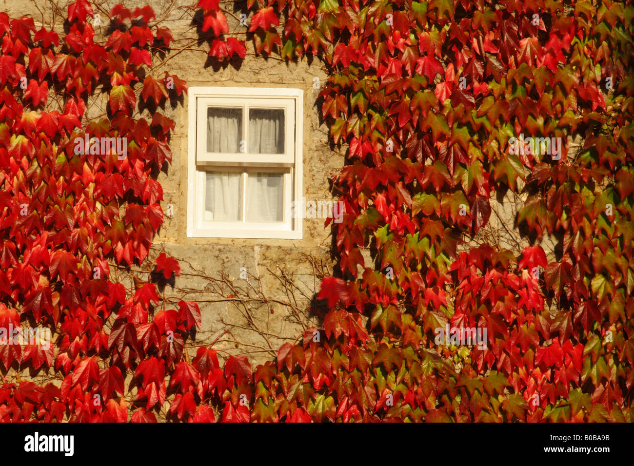 Window in building surrounded by red leaved plant Stock Photo