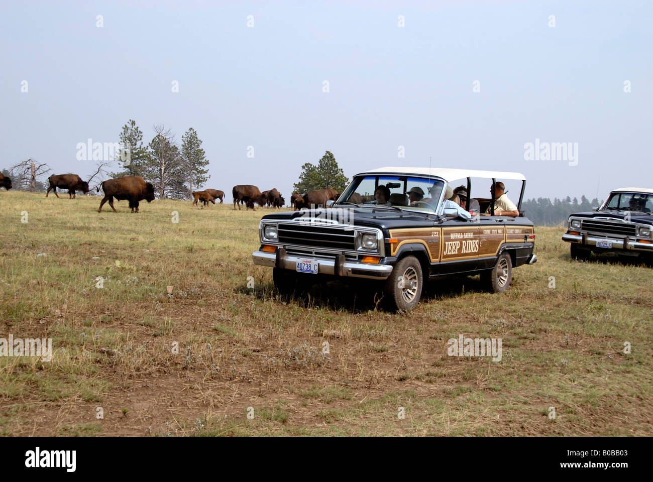 North America, USA, South Dakota, Custer State Park. Buffalo Safari