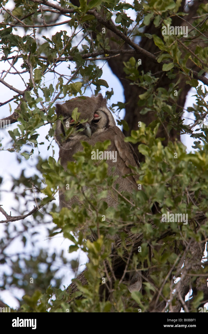 dusky horned owl lewis and clark