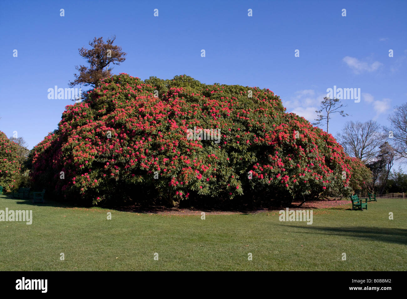 Cornwall Rhododendron Heligan rhododendron hi-res stock photography and images - Alamy