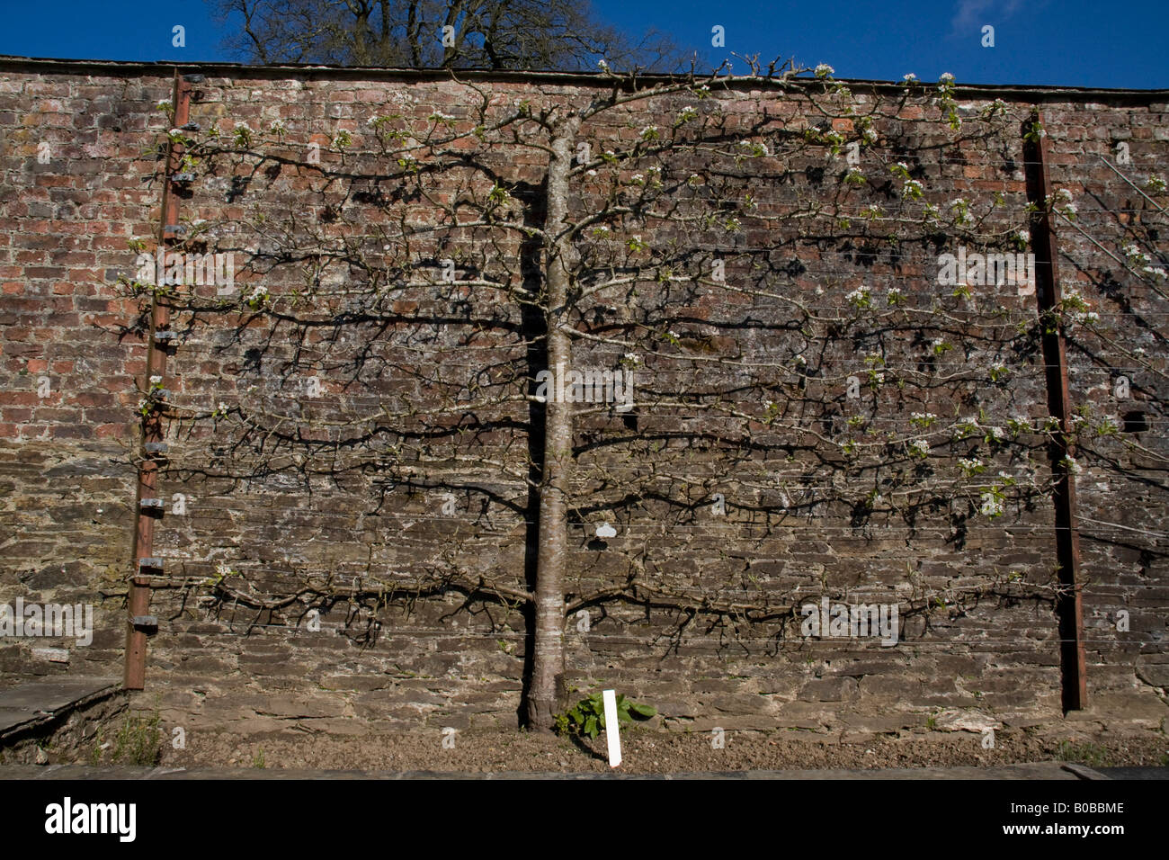 Beurre hardy pear tree trained to grow on brick wall The lost Gardens of Heligan Stock Photo