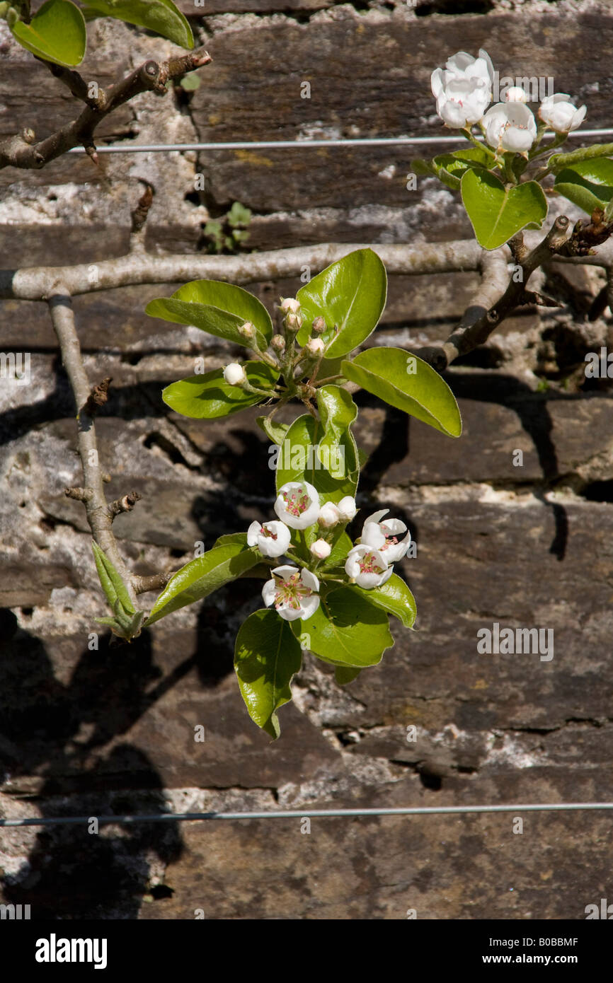 Beurre hardy pear flower early spring Stock Photo
