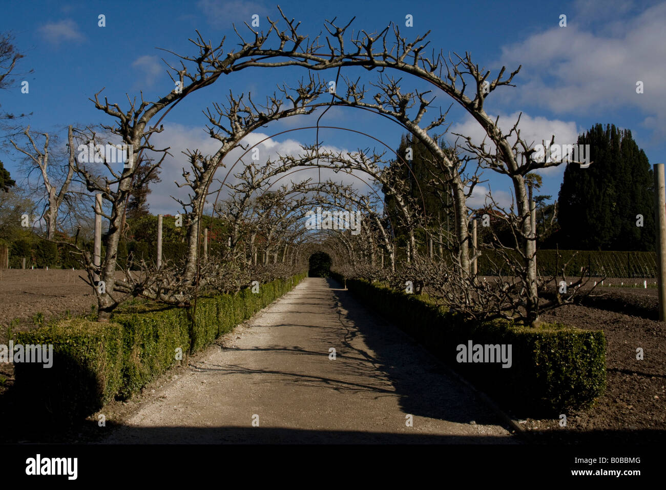 American mother varity Apple arch walkway at the Lost Gardens of Heligan with boxwood hedge Stock Photo