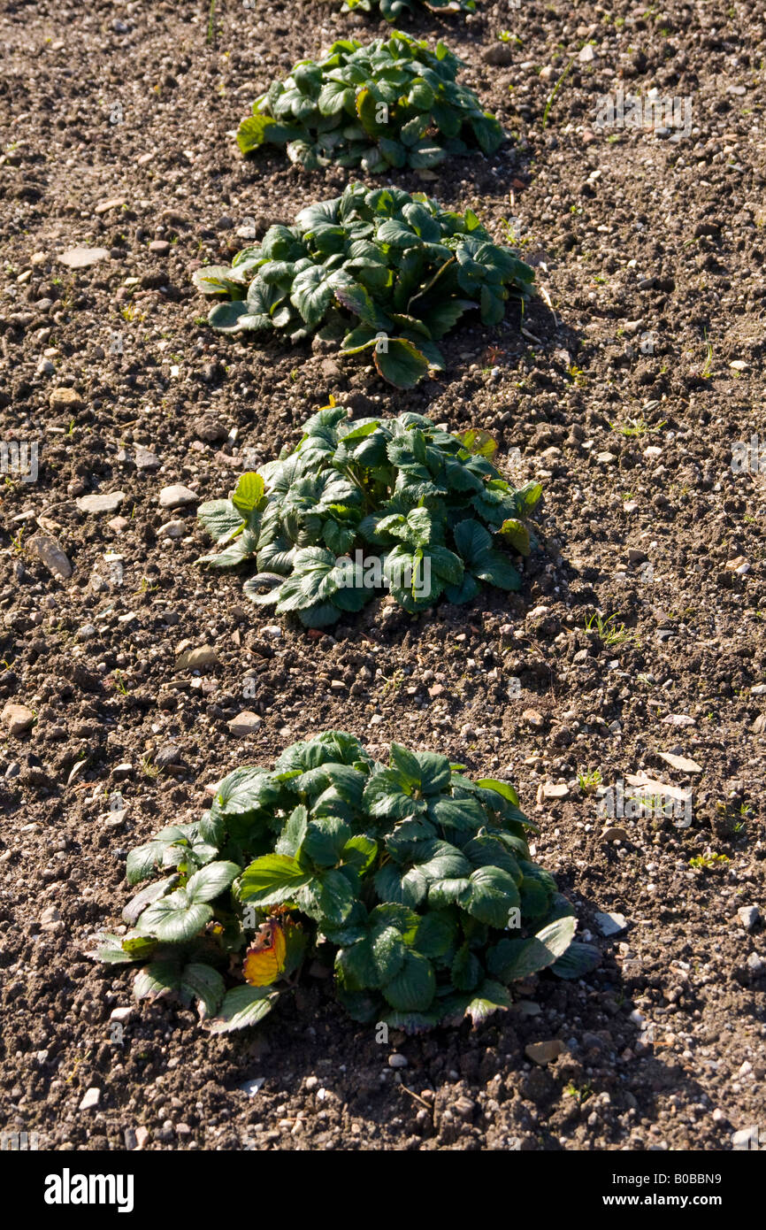 Strawberry plants verity royal sovereign spring time Stock Photo