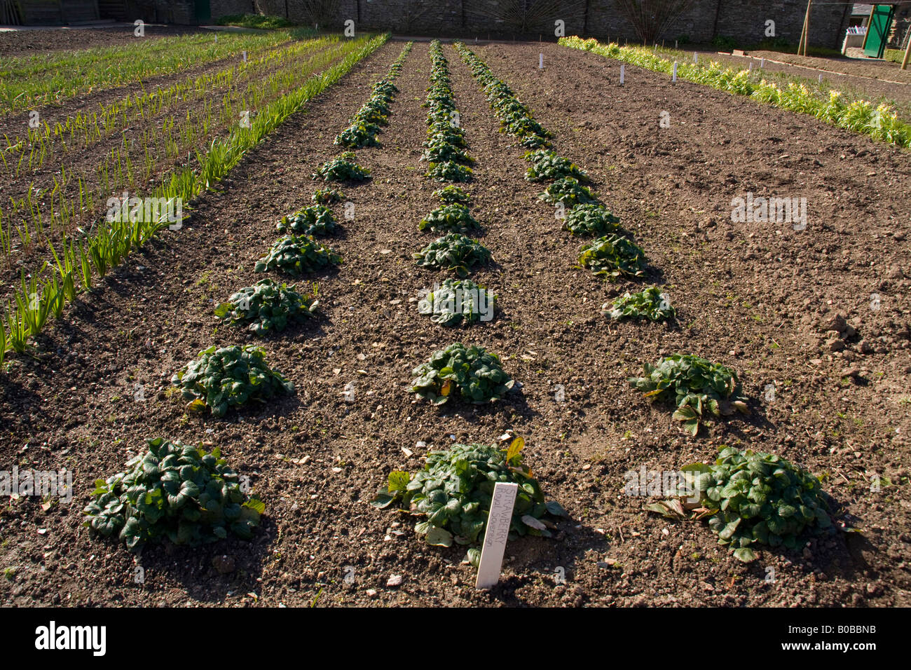 Strawberry plants verity royal sovereign with onion s grow to the left spring time Stock Photo