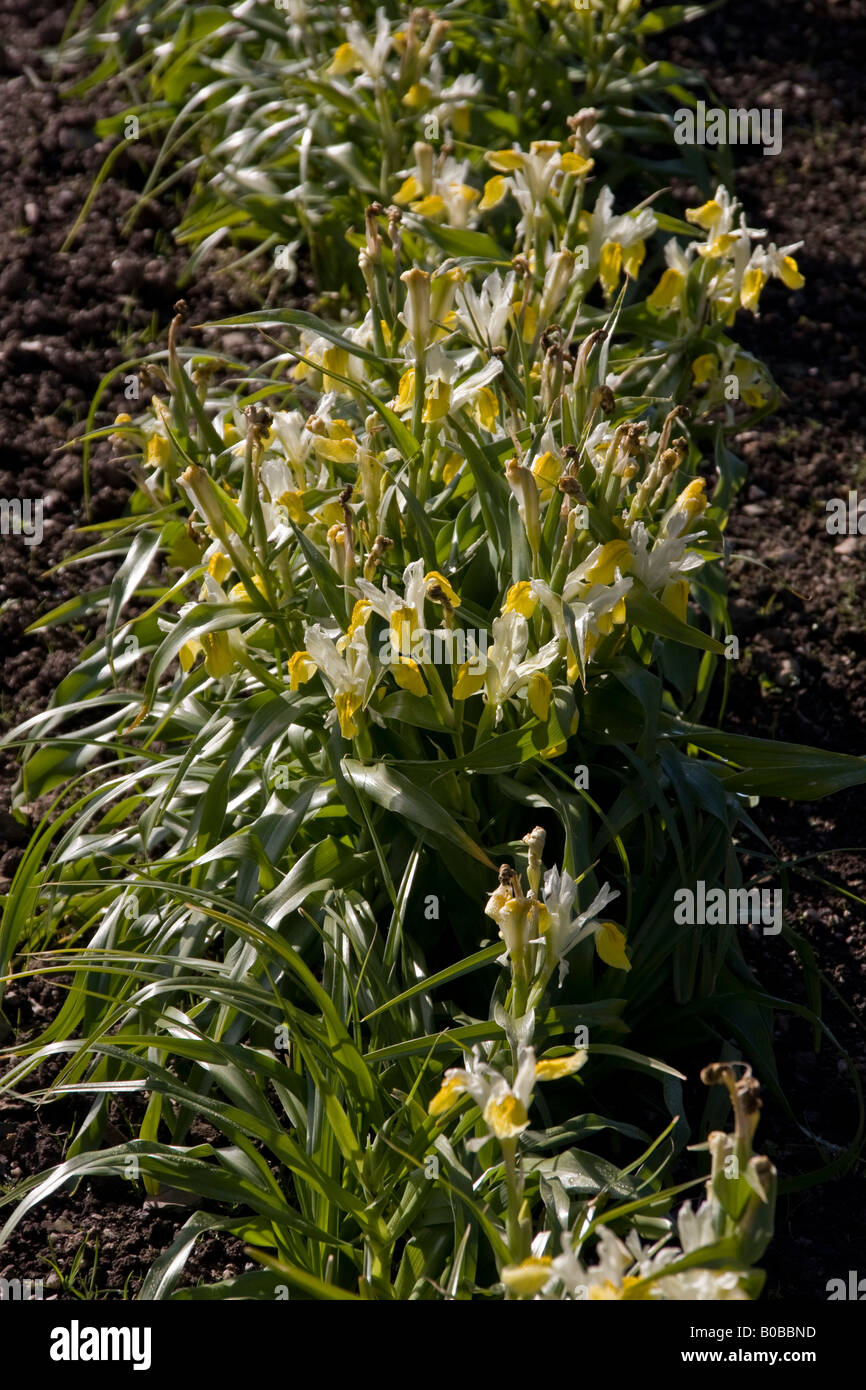 Iris bucharica Stock Photo